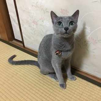 アカツキのかゆいコンボ集 ヤ キ Note