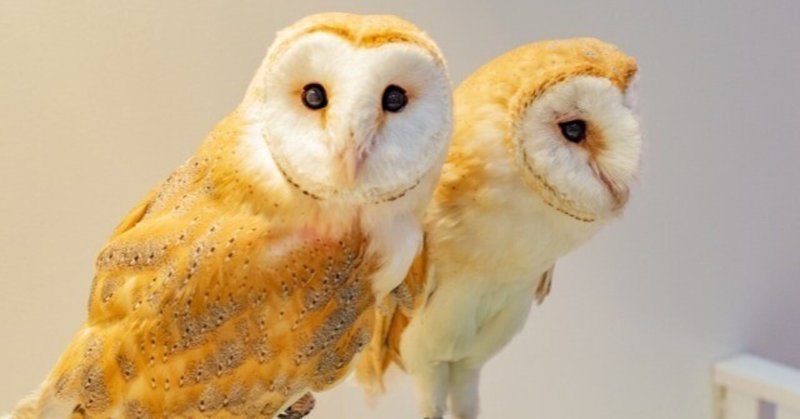 【動物紹介】メンフクロウなどというキューティーエイリアンについて