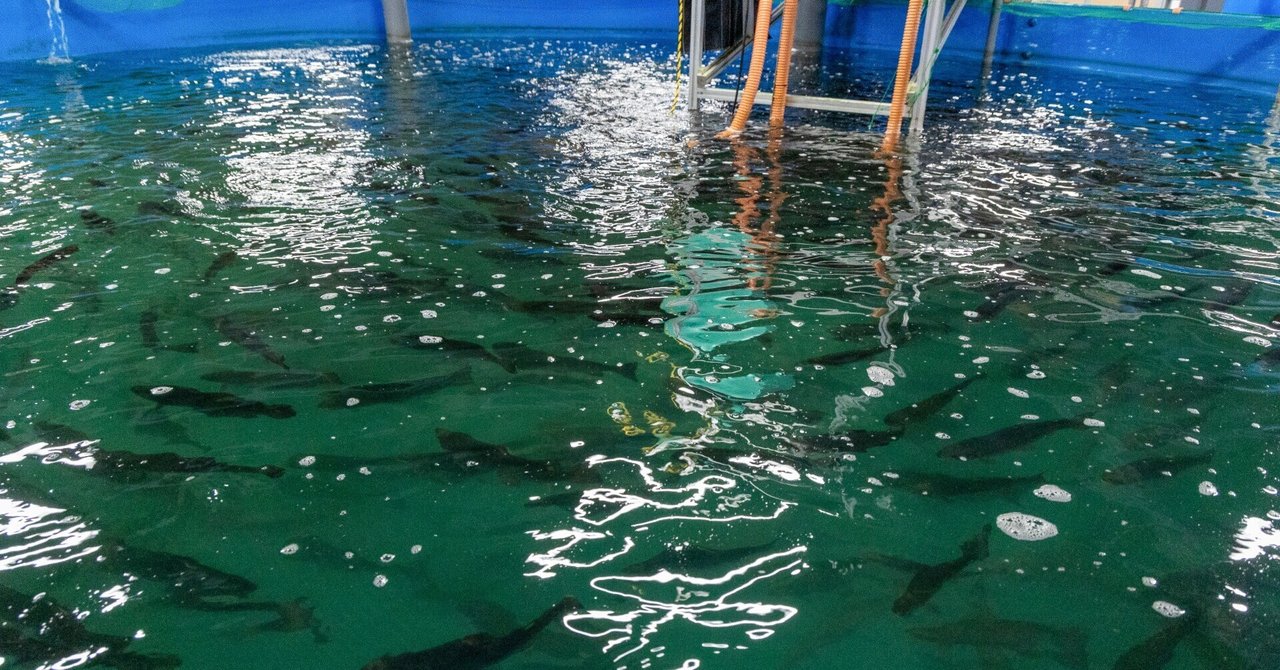 井戸水陸上養殖プールキット（トラウトサーモン）アドバイスサポート