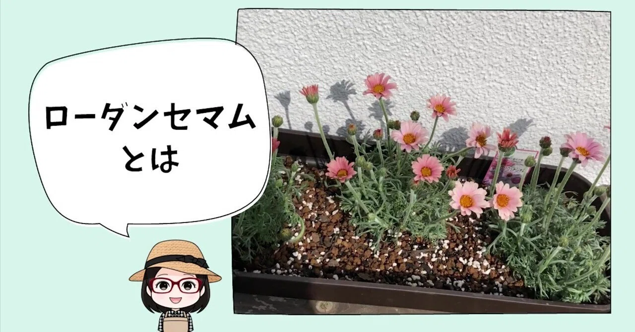 ローダンセマム徹底解説｜みー
