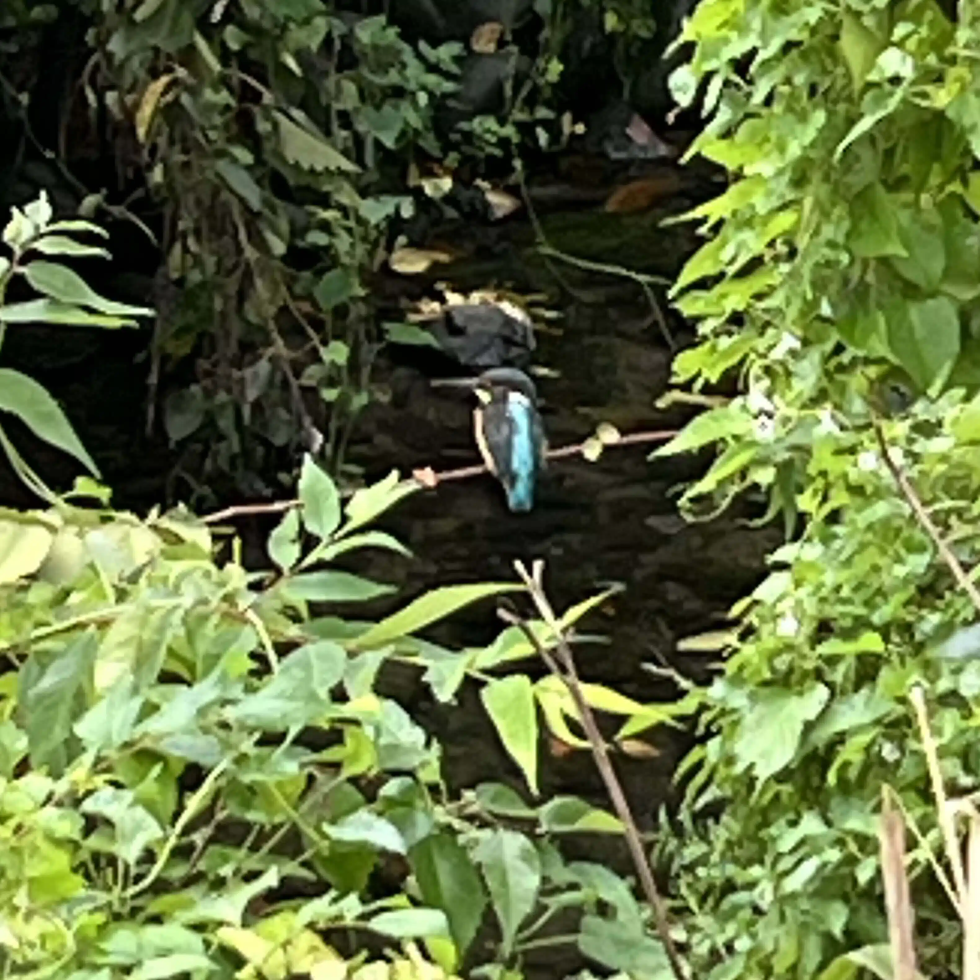 イッチ