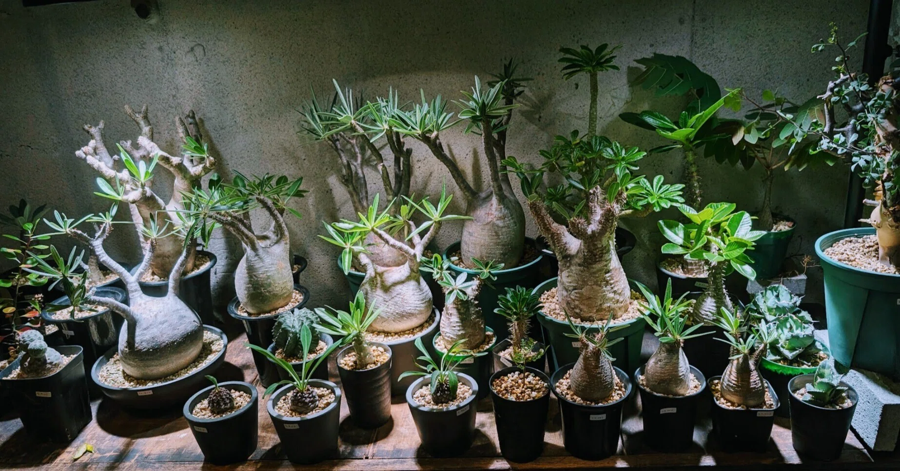 九品仏・自由が丘】多肉・塊根好きにささる植物屋ガディンツキー