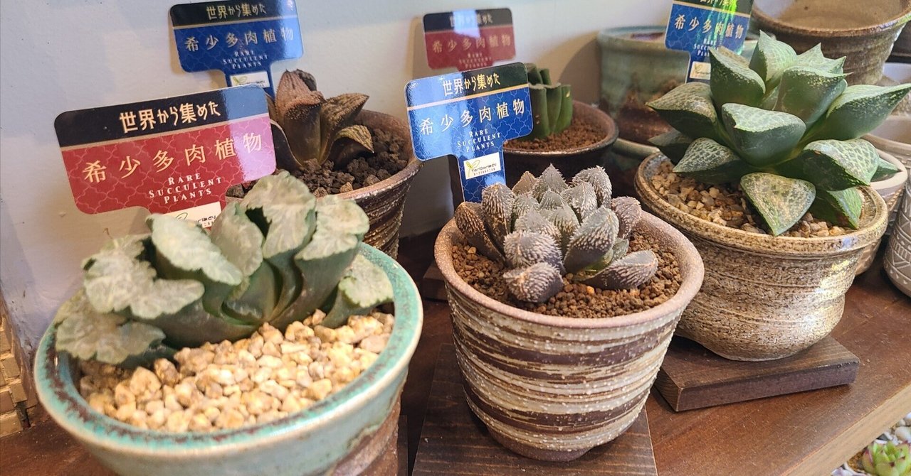 ご確認用 多肉 多肉植物植物寄せ植えビッグサイズ確認用