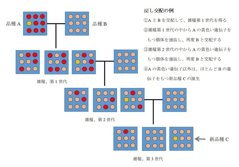 戻し交配 2019_10_24 16_24_02 (2)