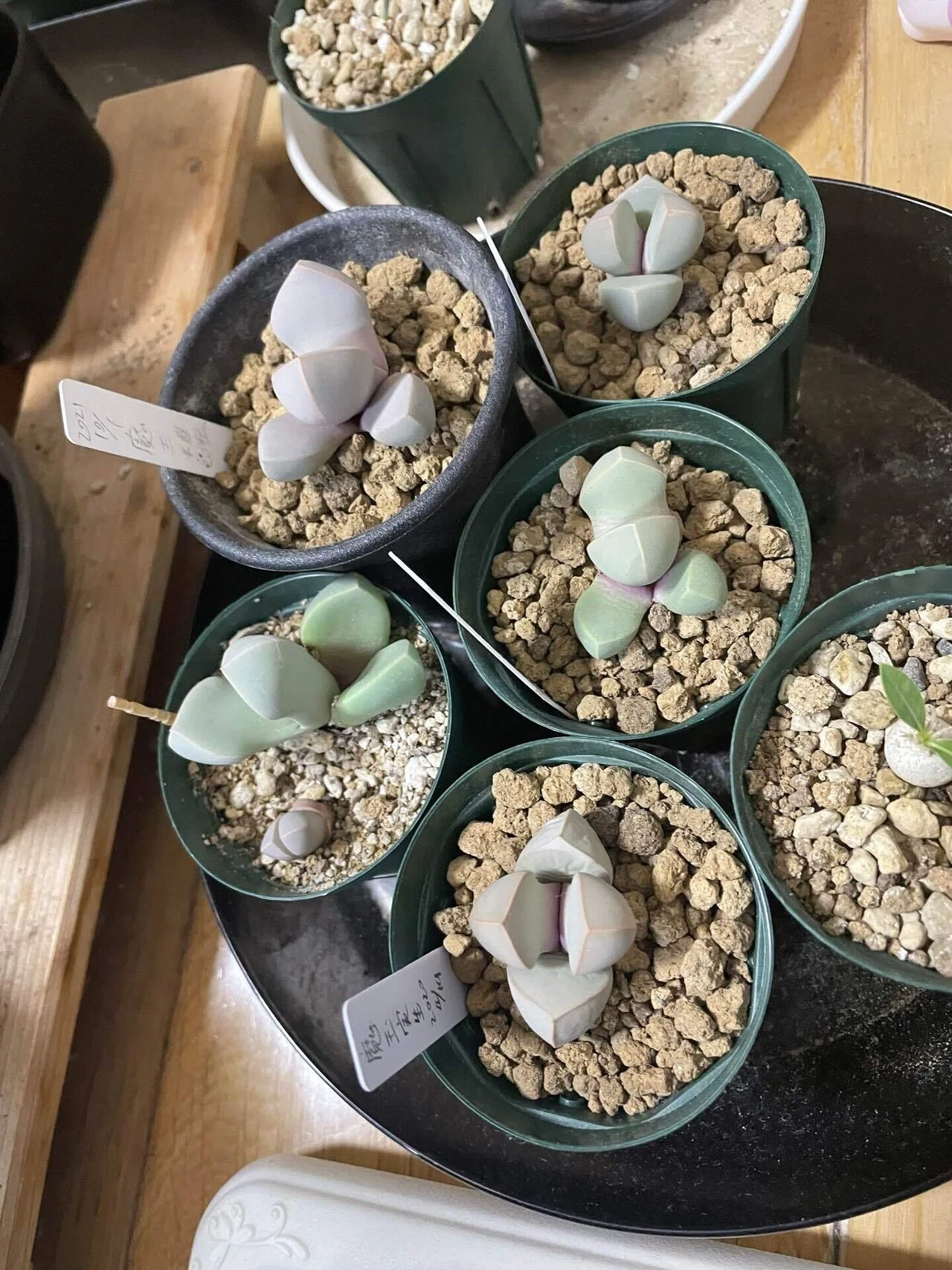 魔玉の紹介と実生について｜みーさぼ🌵🐰
