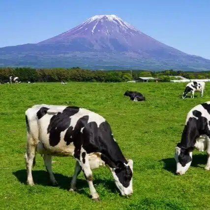 fujisan