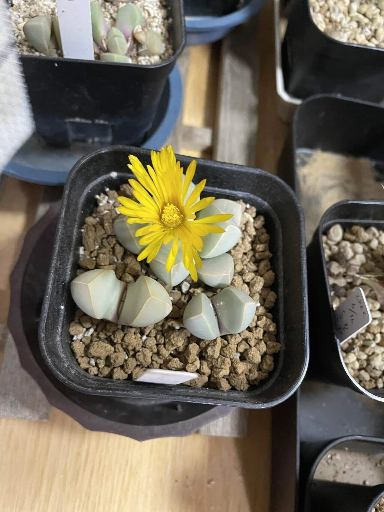 魔玉の紹介と実生について｜みーさぼ🌵🐰