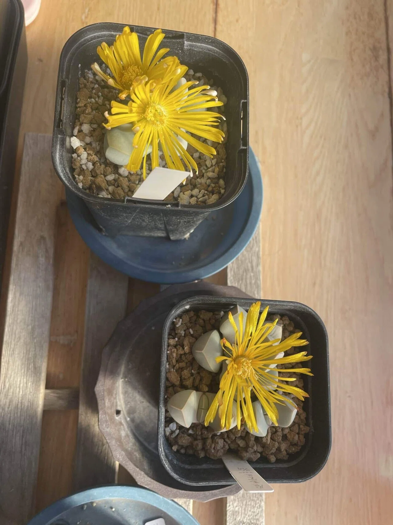 【紅白魔玉館楼】 魔玉の紹介と実生について｜みーさぼ🌵🐰