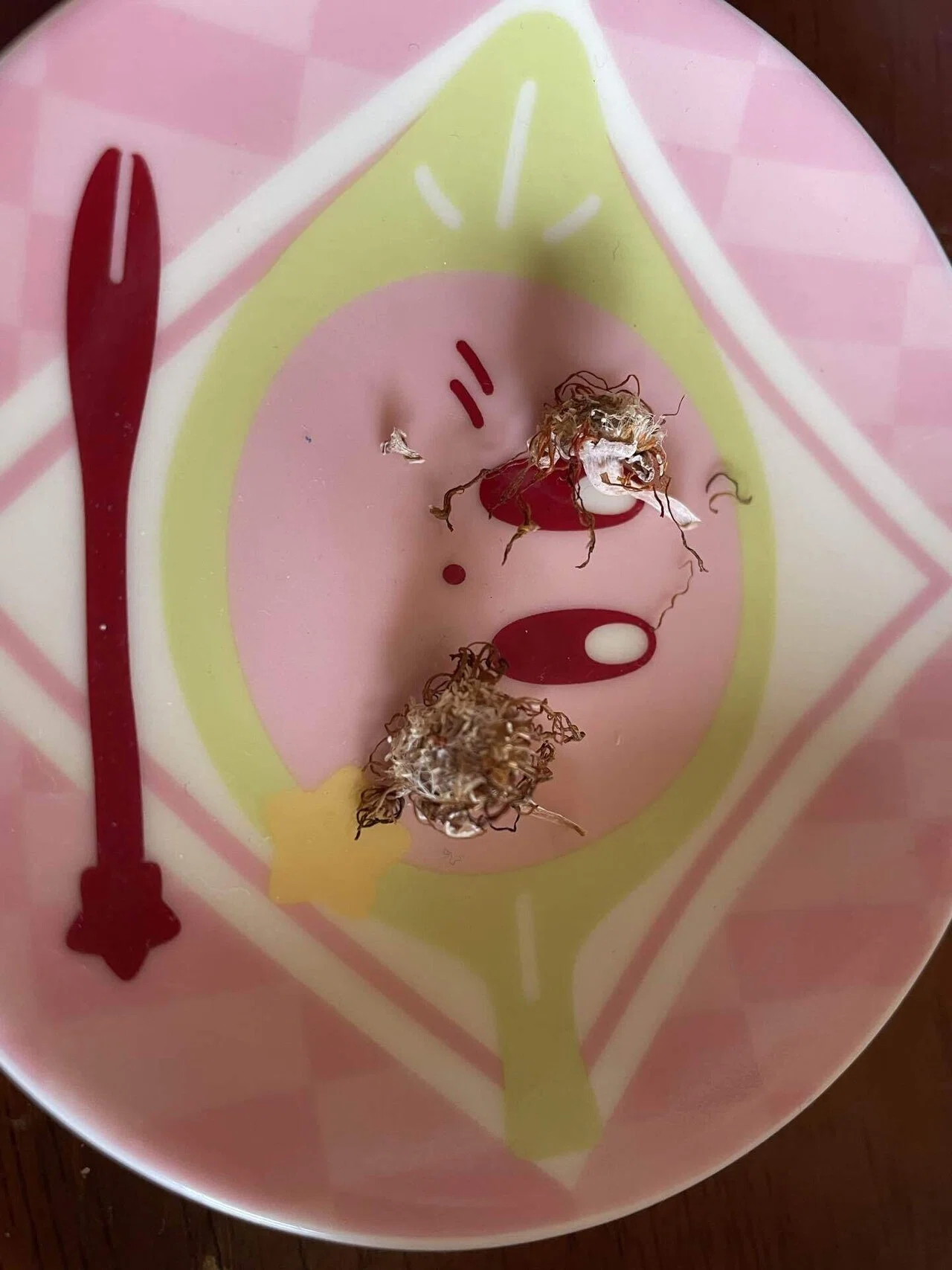 魔玉の紹介と実生について｜みーさぼ🌵🐰