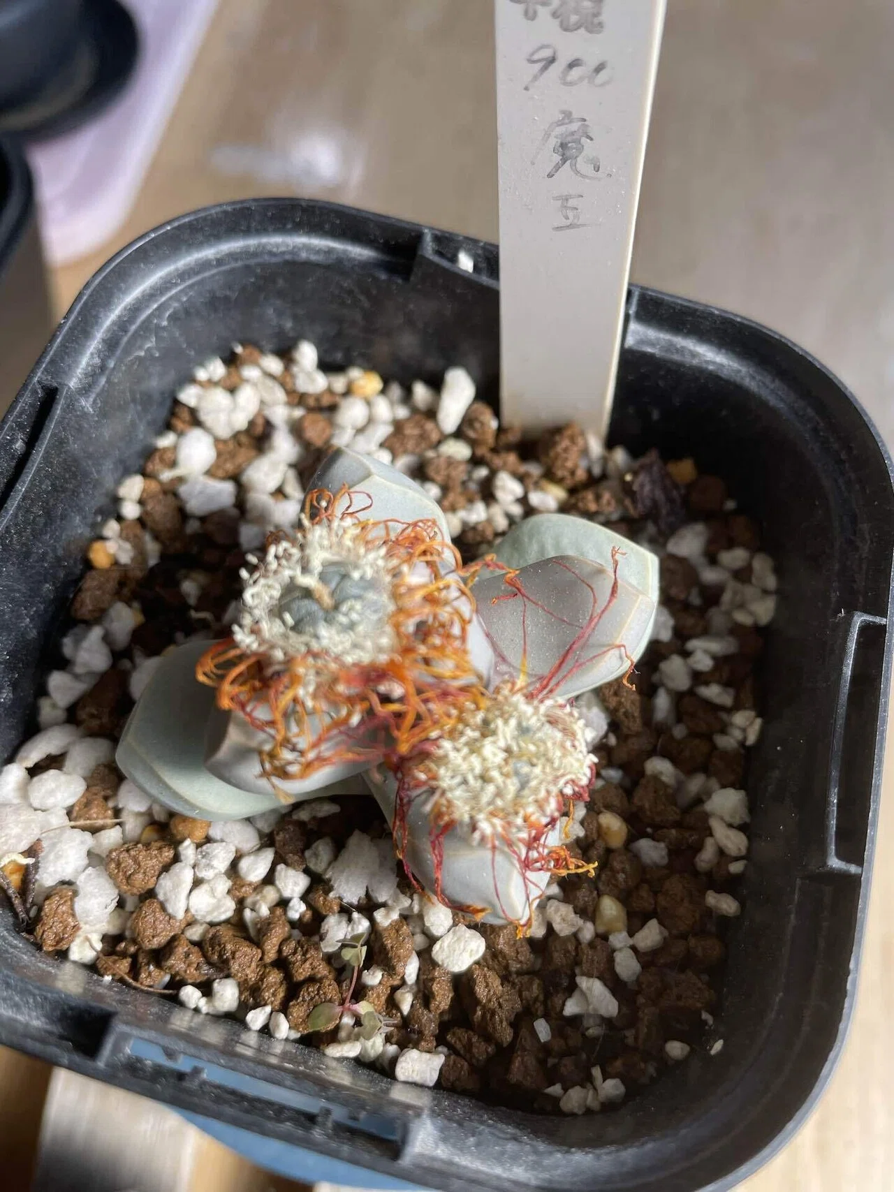 魔玉の紹介と実生について｜みーさぼ🌵🐰