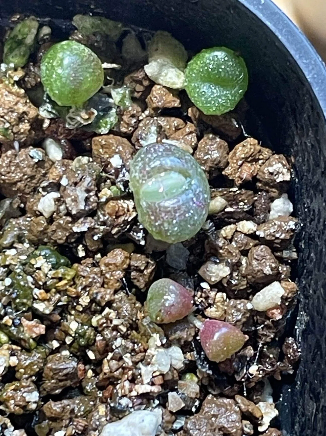 魔玉の紹介と実生について｜みーさぼ🌵🐰