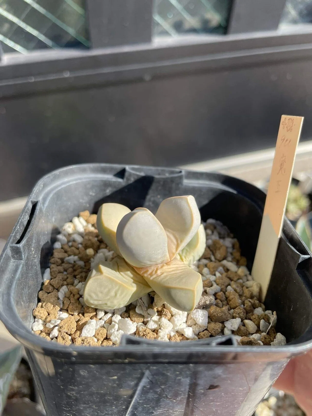 魔玉の紹介と実生について｜みーさぼ🌵🐰