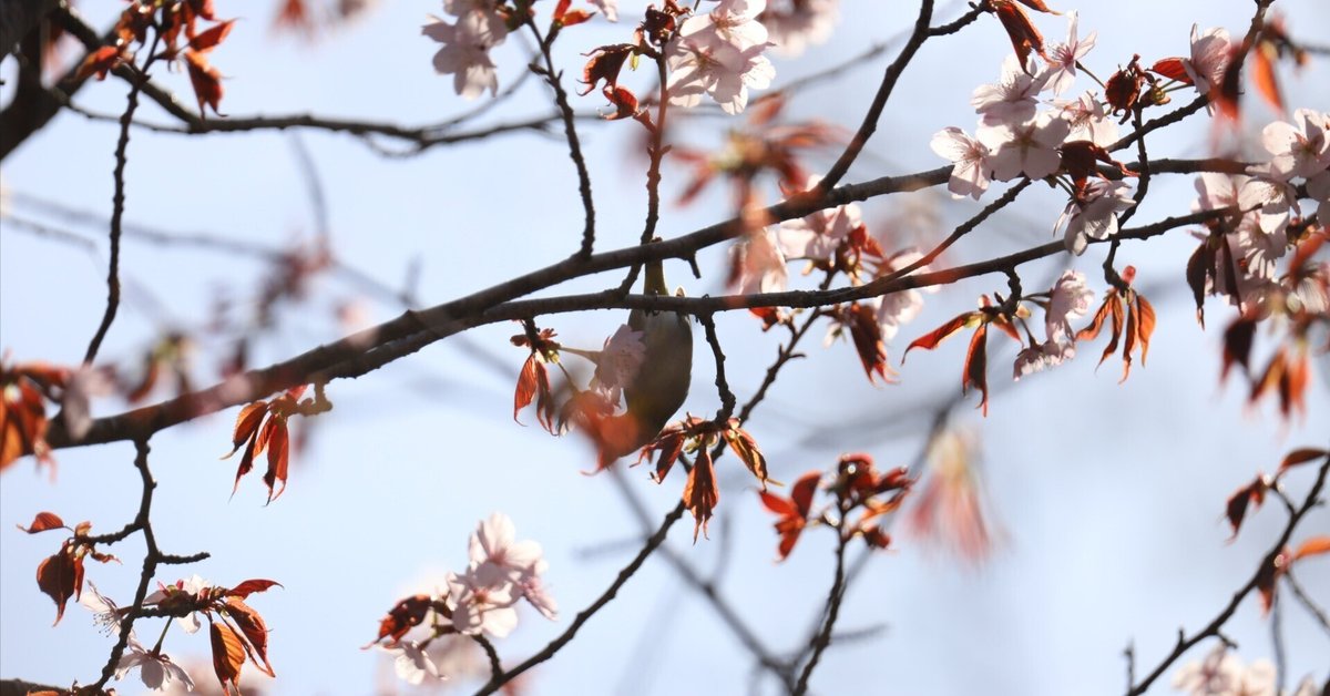 桜と共に去りぬ？｜詢