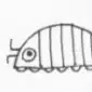 だんごむし。／趣味熱帯魚ブリーダー