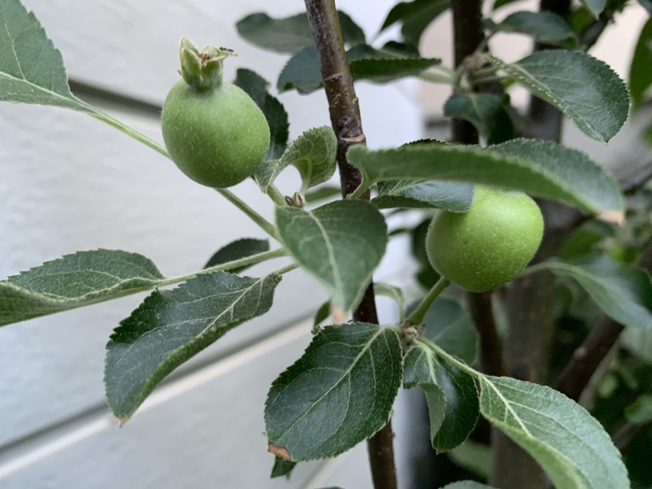 乙女りんご (アルプス乙女) [半懸崖] 大品盆栽 姫りんごの通販 | 花