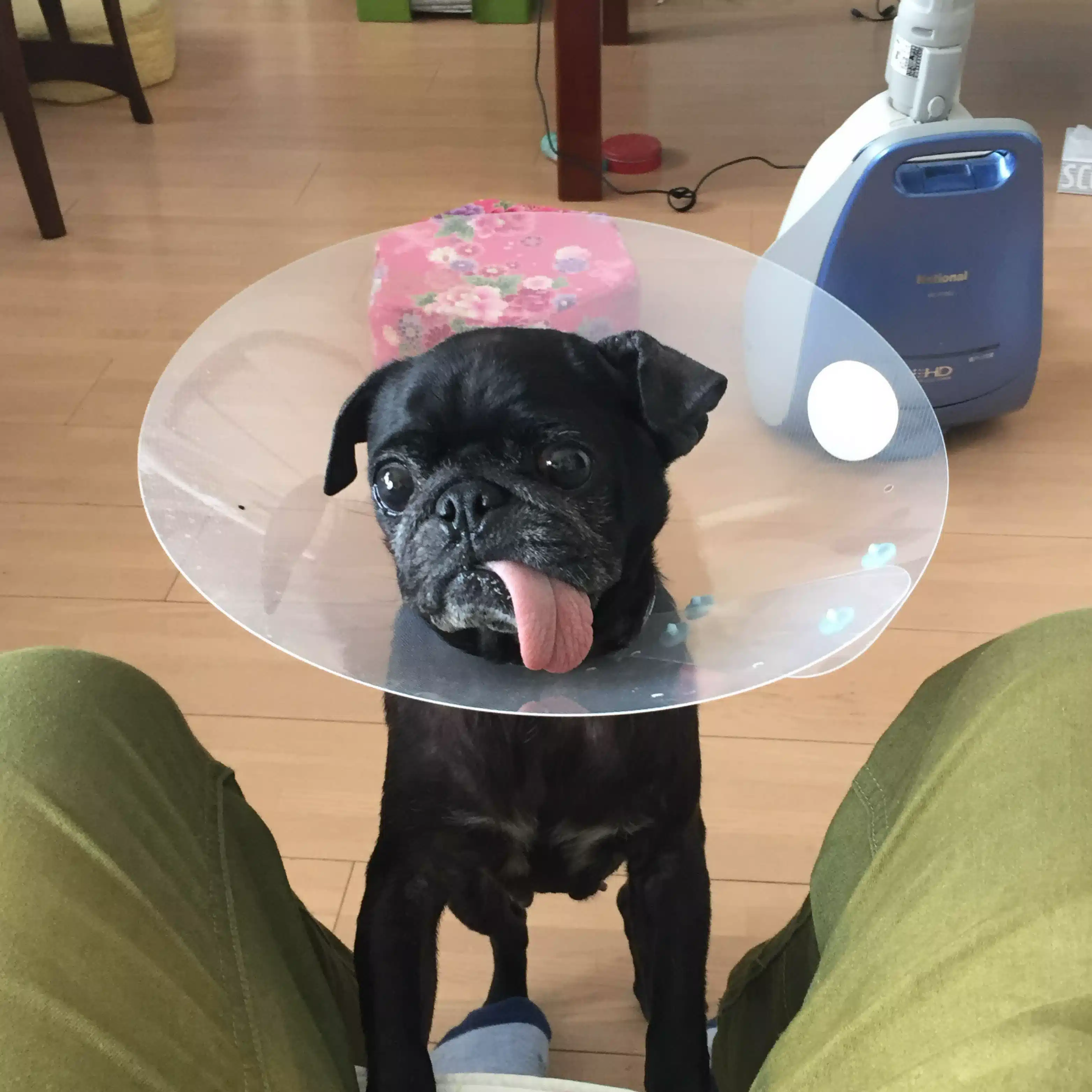 kuropugmomo