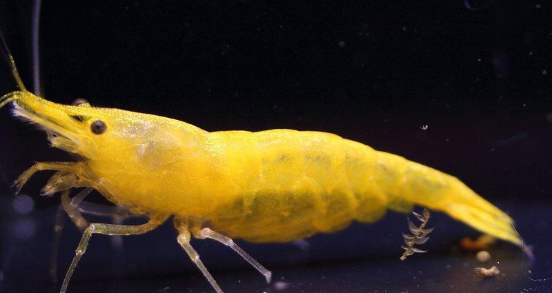 シュリンプ - ミナミヌマエビ｜だんごむし。／趣味熱帯魚ブリーダー｜note