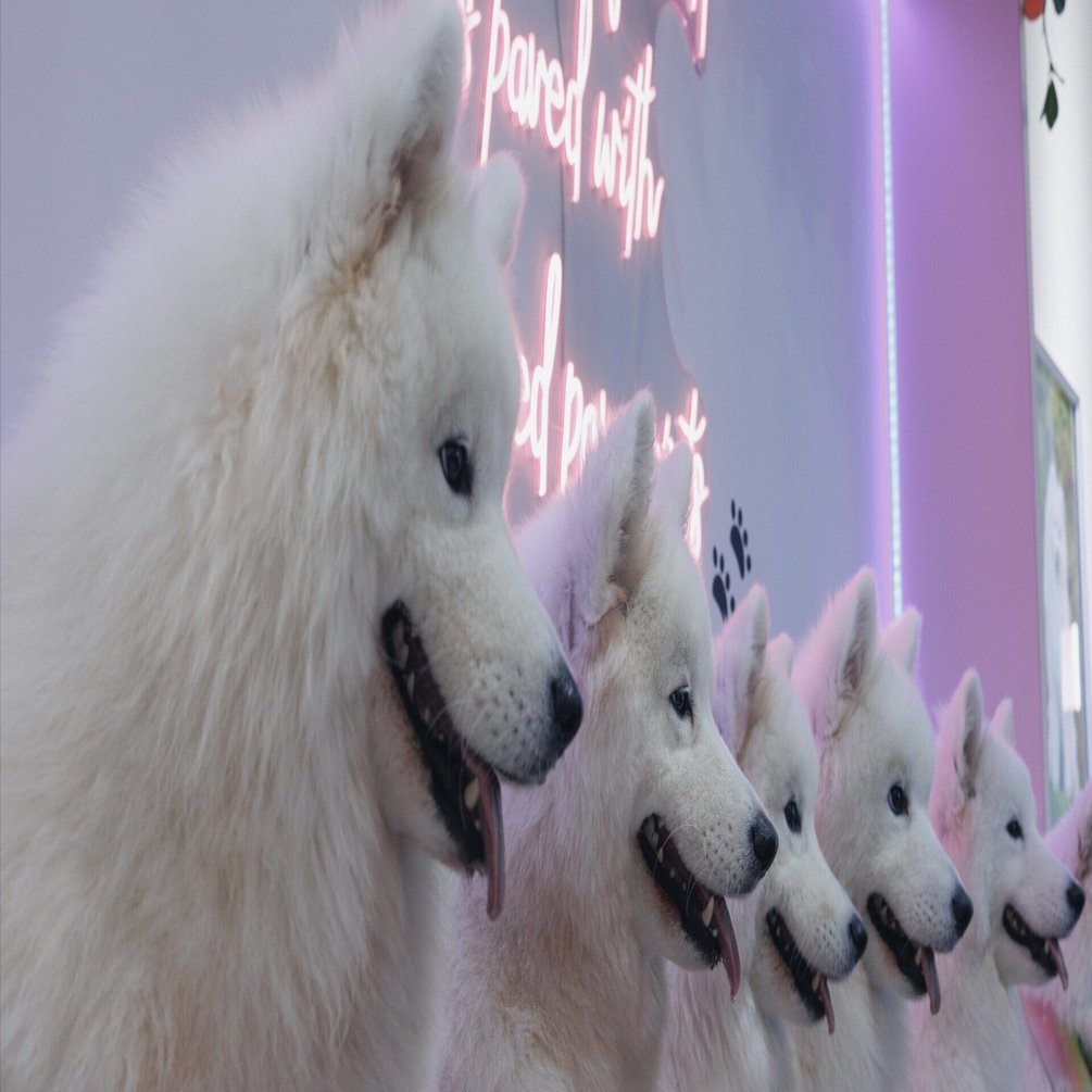 サモエドわんちゃん達と遊べる『Snow Pawttage』 | 癒しの写真21連弾