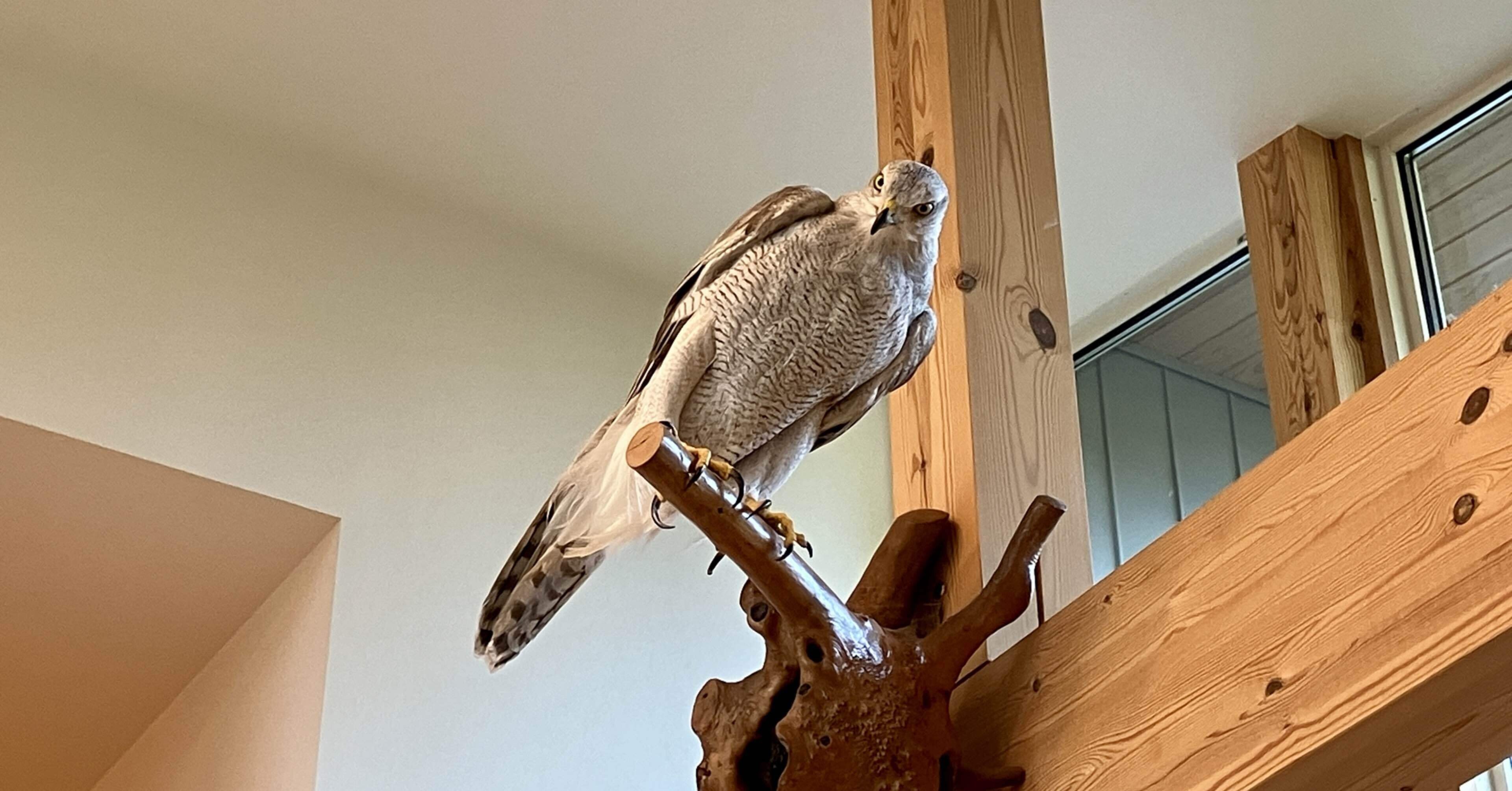 我が家がオオタカの狩場になってる話｜おさかなとり