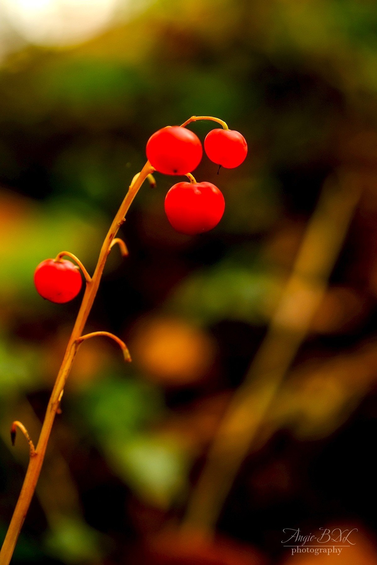 スズラン Angie Bxl Note