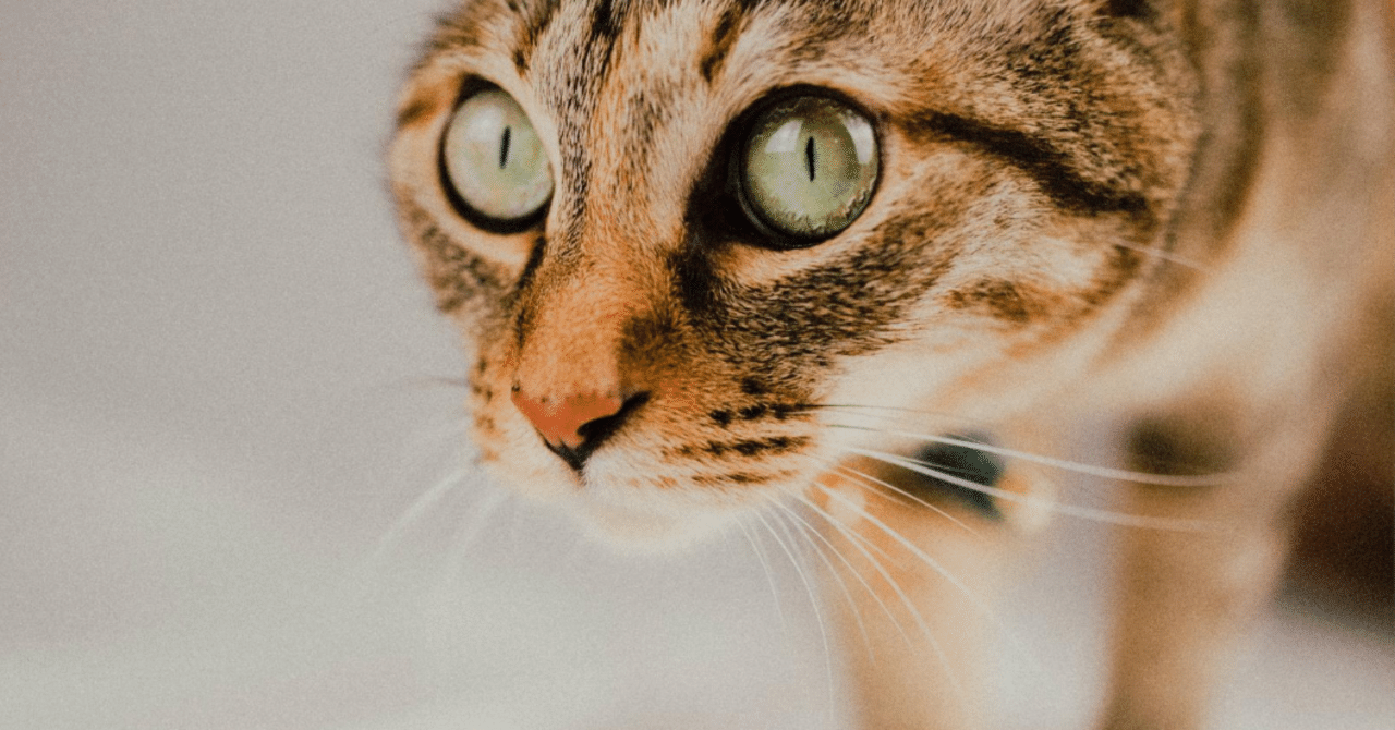 猫の寝相はどんな意味がある？ 寝姿に隠された猫の気持ちについて｜みんなの子猫ブリーダー, image size:1280x670