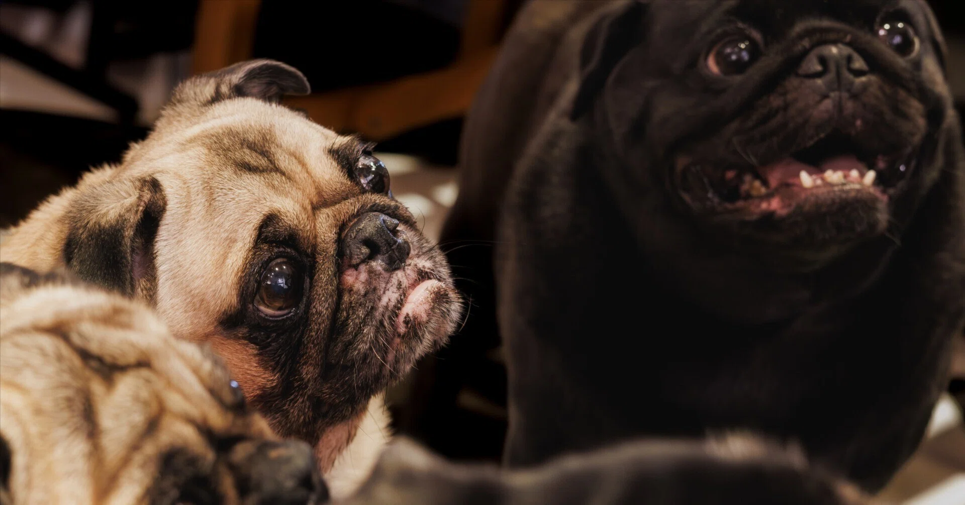 パグわんちゃん達と遊べる『What The Pug』 | 瞳うるうるの癒しの写真
