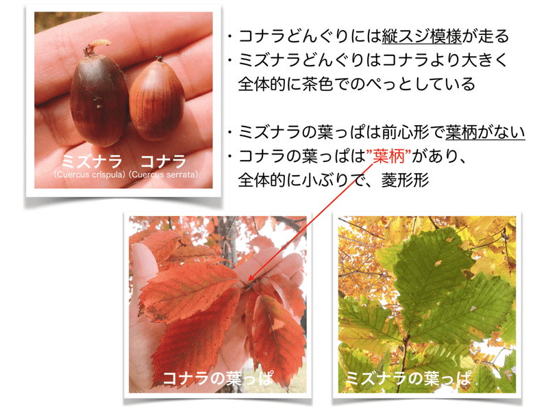 ドングリ拾いで日本の未来が良くなる理由ヽ エフゲニーマエダ 平成林業 Note