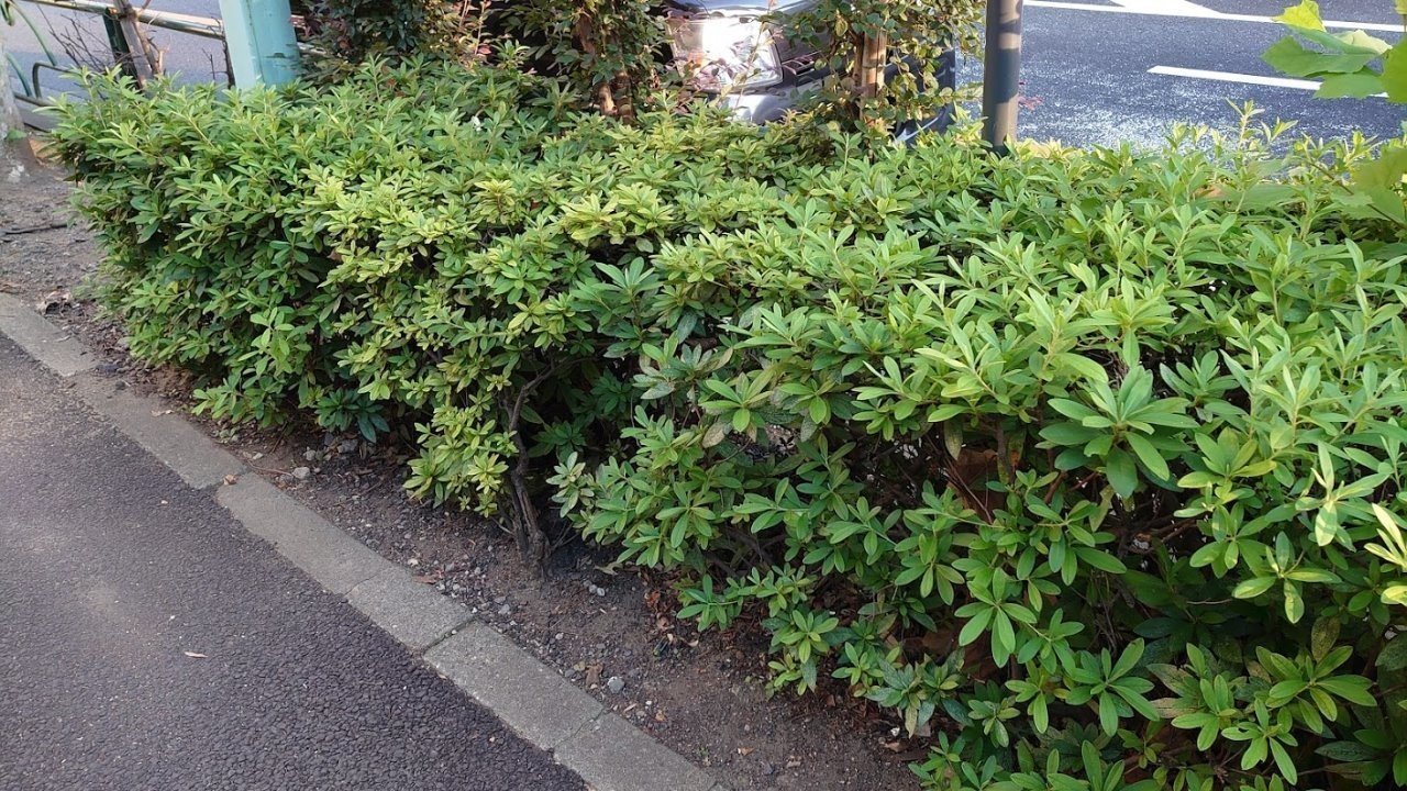 歩道上の植え込みで緑化 ほぼひとりごと １０月２５日 金 岡田 昭彦 Akihiko Okada Note