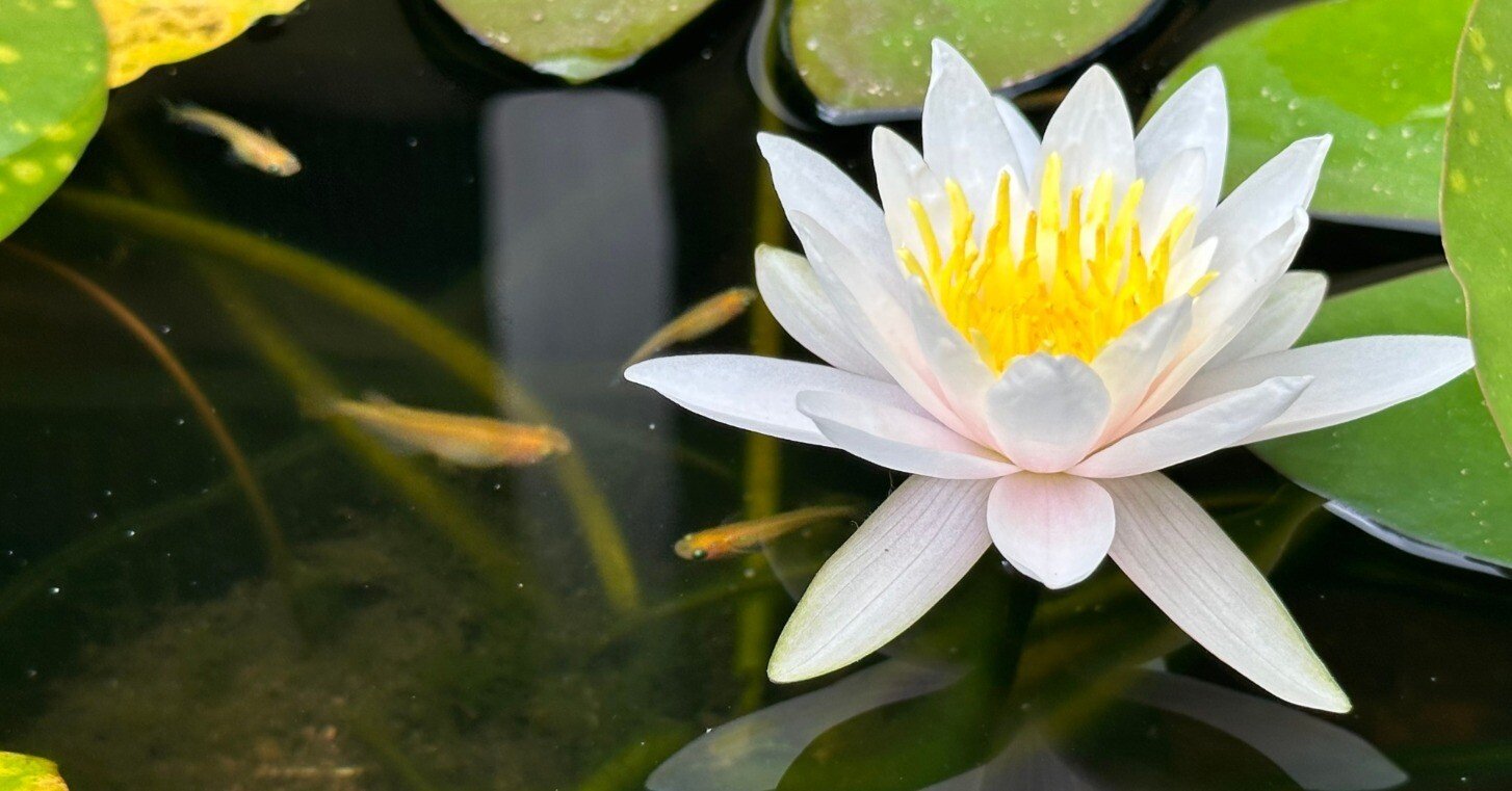 酒樽で睡蓮を育てよう(21)ローズマグノリア開花DAY2｜NicePapa 平野 尚志