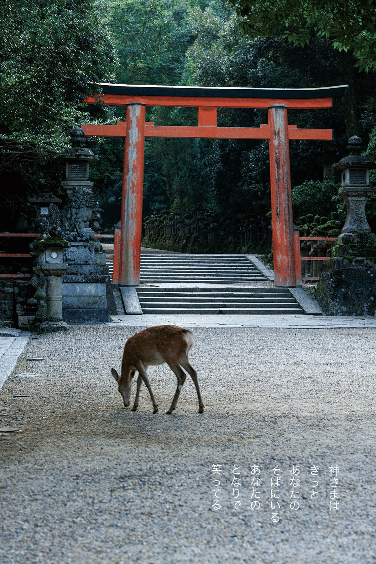 春日大社の神鹿🦌｜木村りんご 