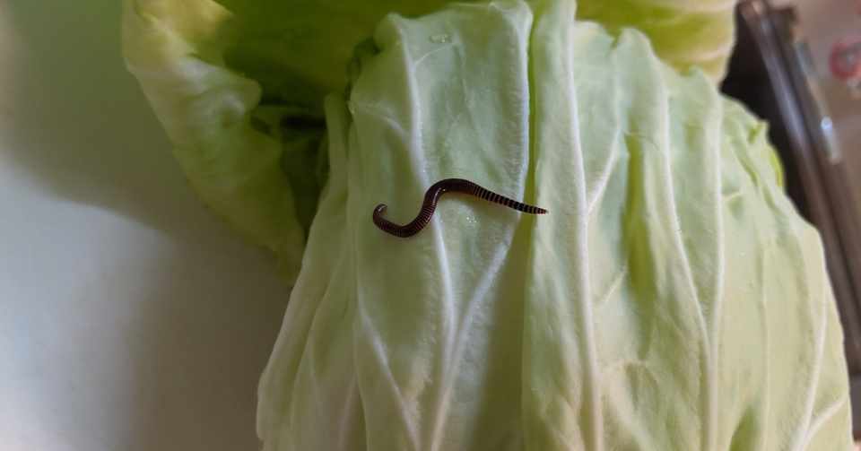 台所とキャベツとミミズ 南葦 ミト Note