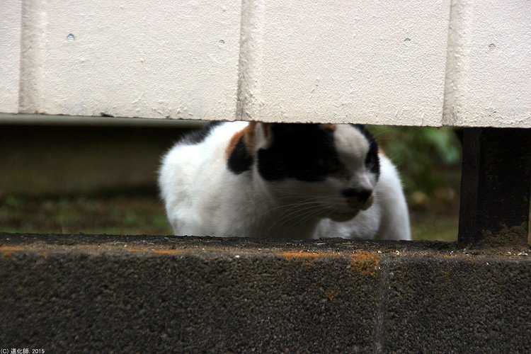 Stray cat 139 #photo #写真 #cat #猫 #ねこ #ネコ #猫写真 #ねこのきもち #癒し #そぉーと覗いて見てごらん