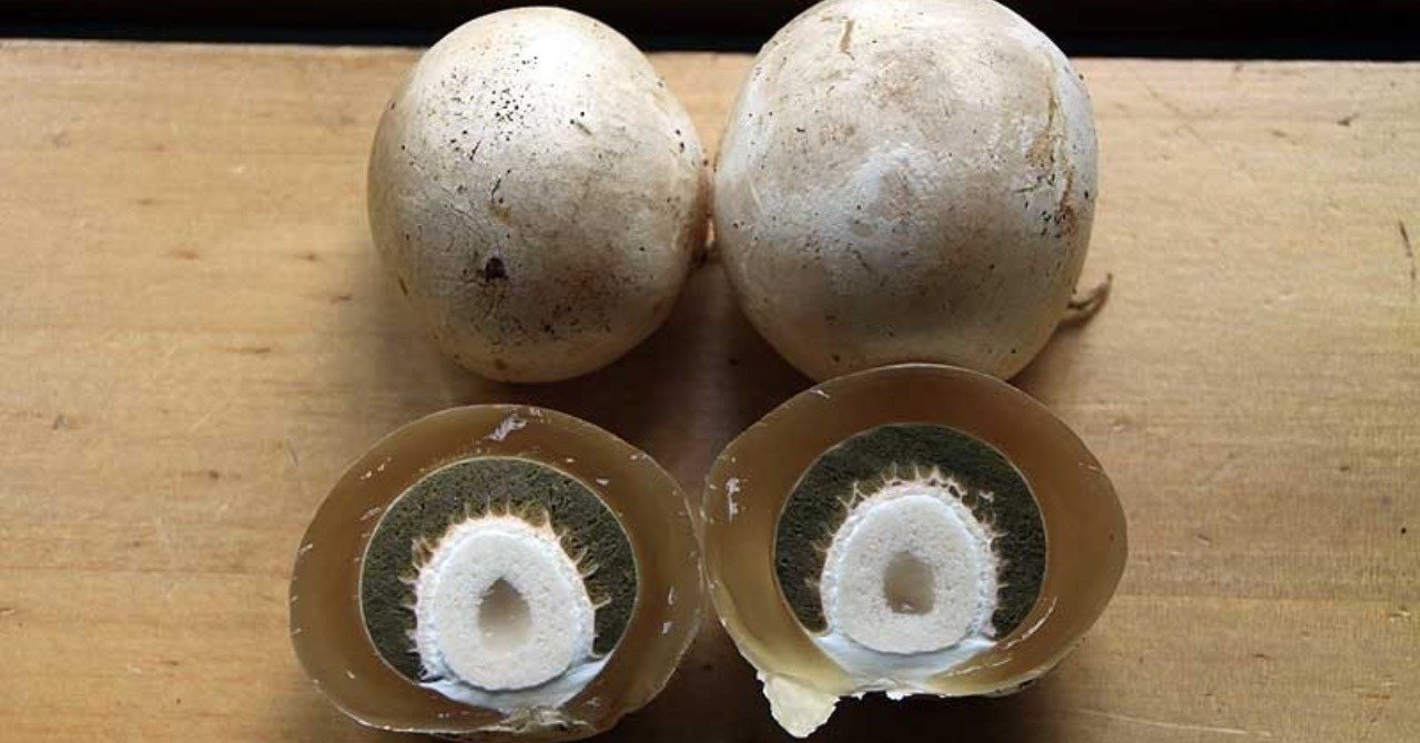 きのこ Retugg Note きのこ Retugg Note