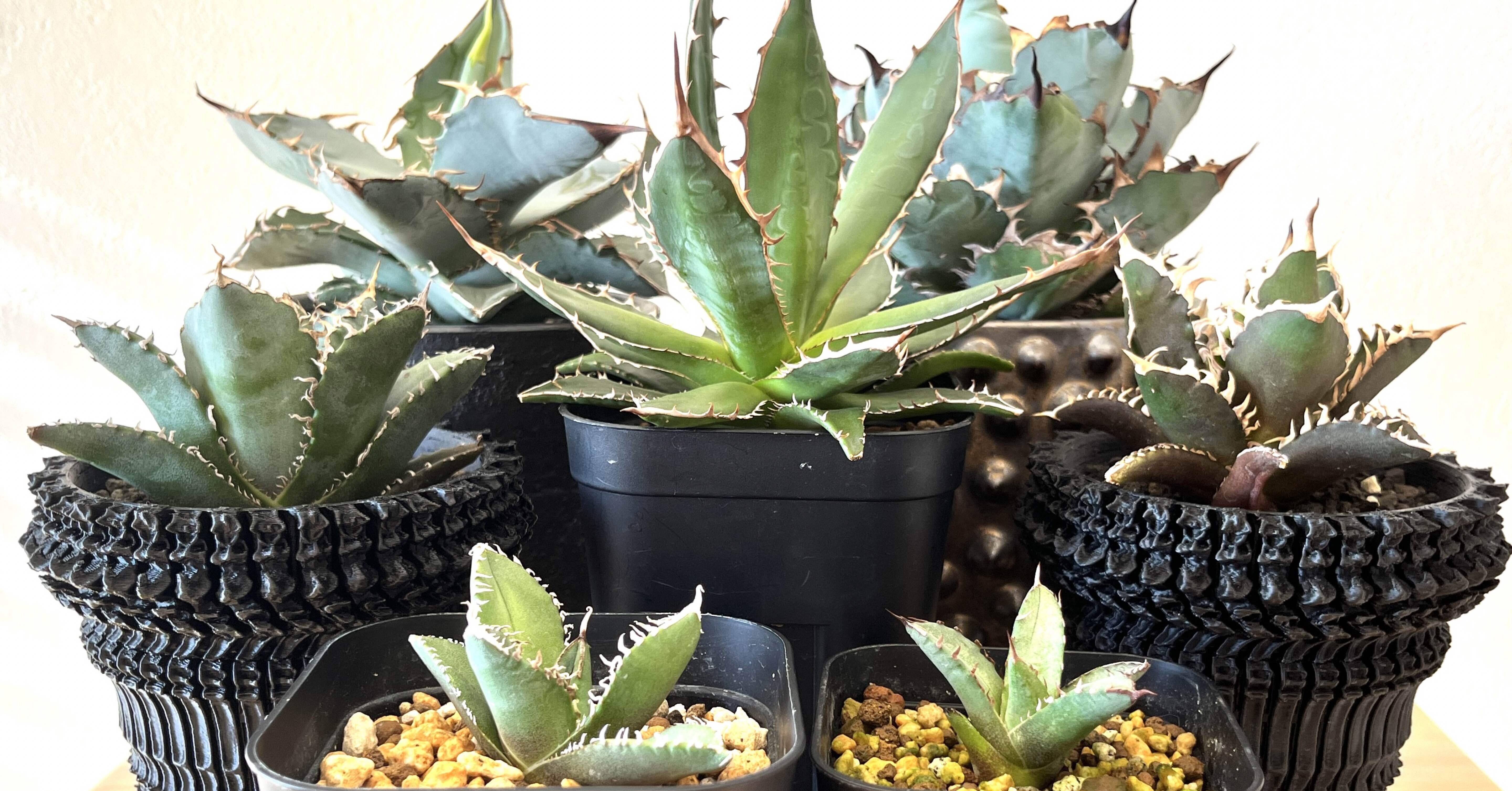 ❣️多肉植物 アガベ 子株付き 品種不明 鉢付き❣️ Yahoo!オークション -「子株」(アガベ) (観葉植物)の落札相場・落札価格