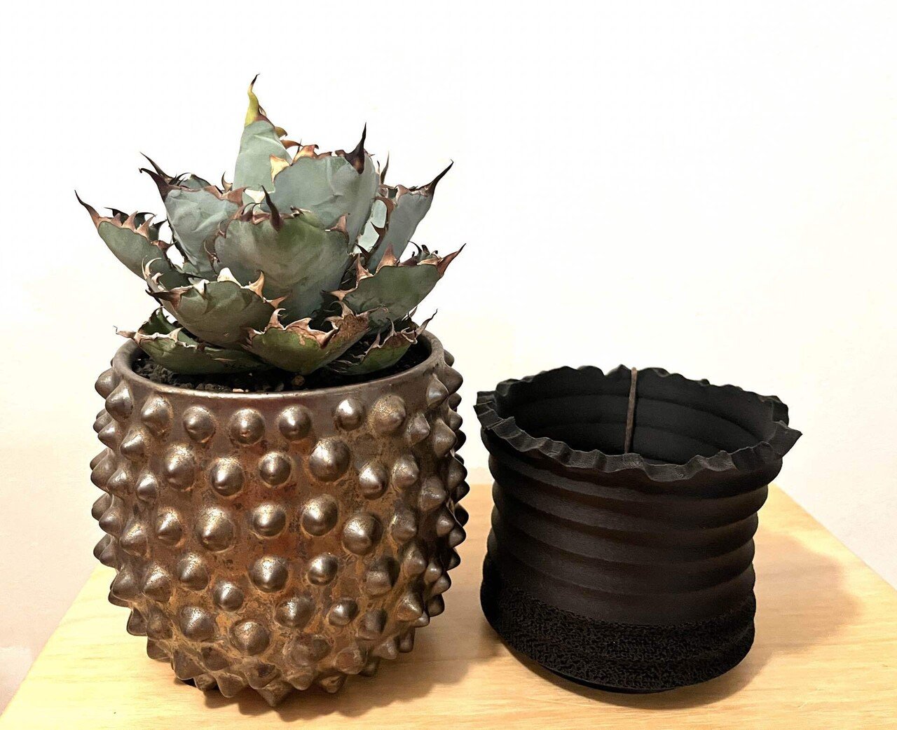 アガベ植え替え。鉢の大きさに悩む。｜ドラゴン・スー