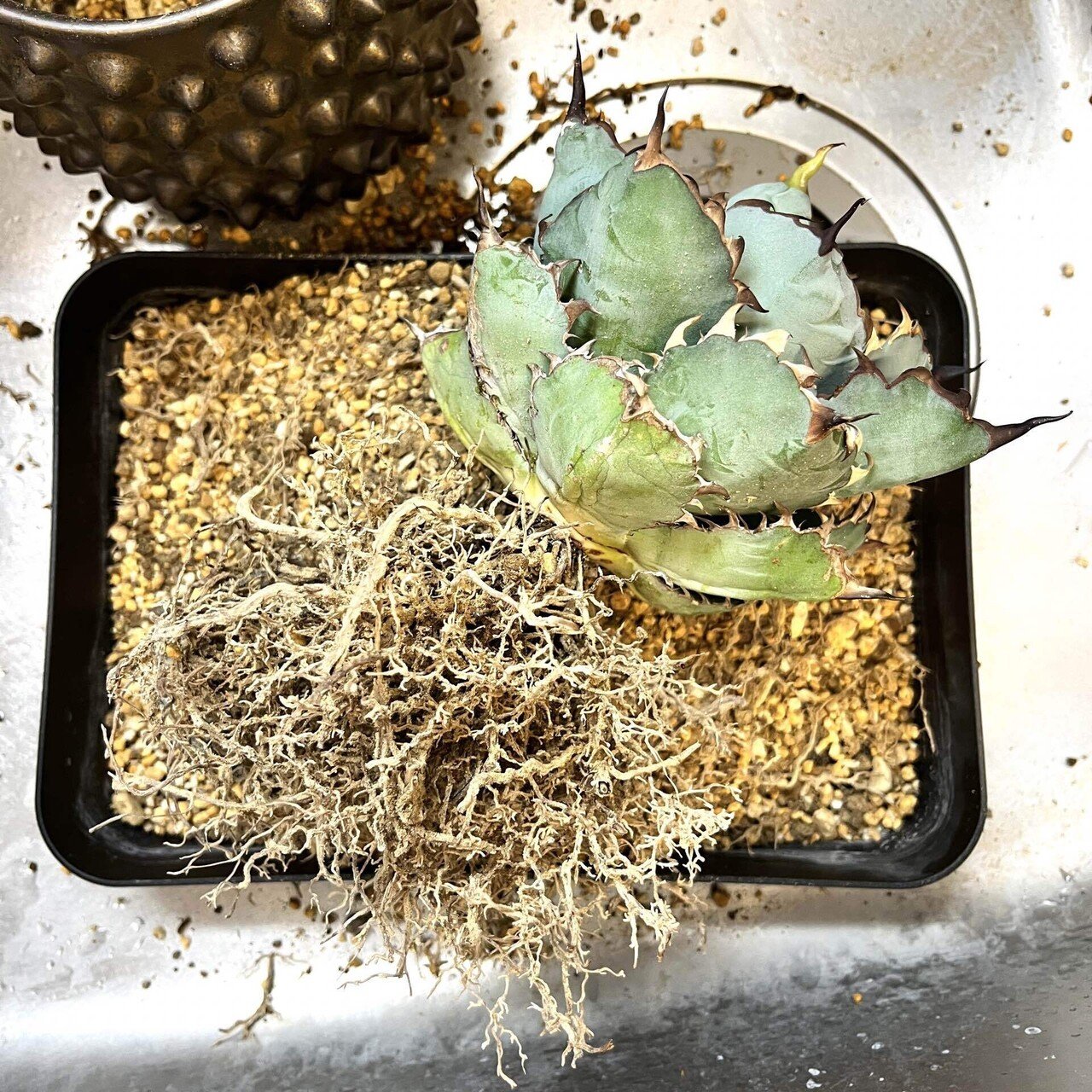 アガベ 魔丸 完璧大株 12cmぐらい 海外から輸入高級鉢 綺麗に洗えます アガベ 魔丸 完璧大株 12cmぐらい 海外から輸入高級鉢 綺麗に洗え