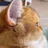 だもんで