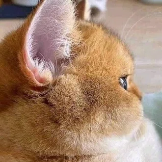 だもんで