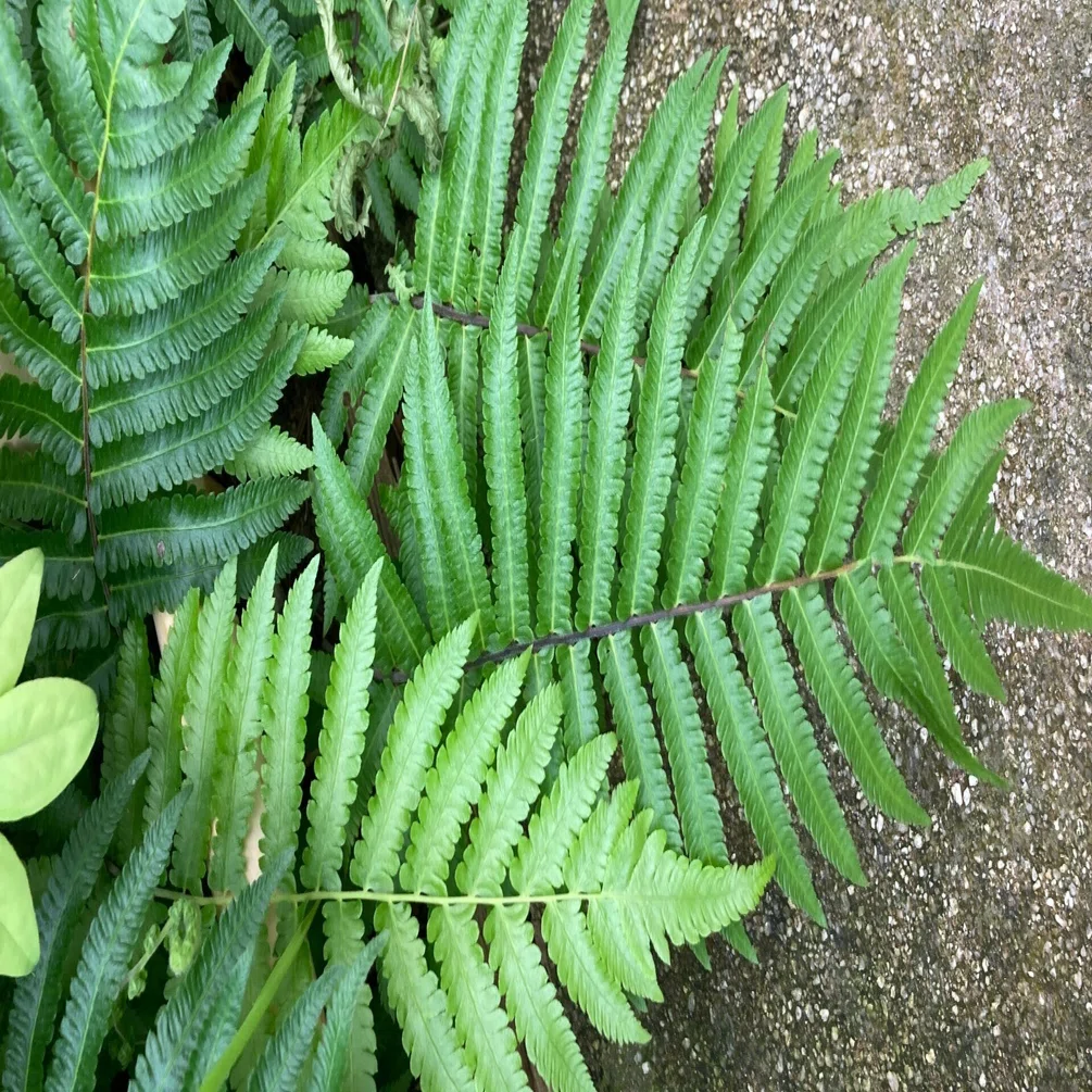 ⭐︎リアル　シダなど レアプランツ通販サイトPlants Maniax（プランツ・マニアックス） その他観葉植物