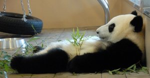 アドベンチャーワールドのジャイアントパンダ｜M_ayumi