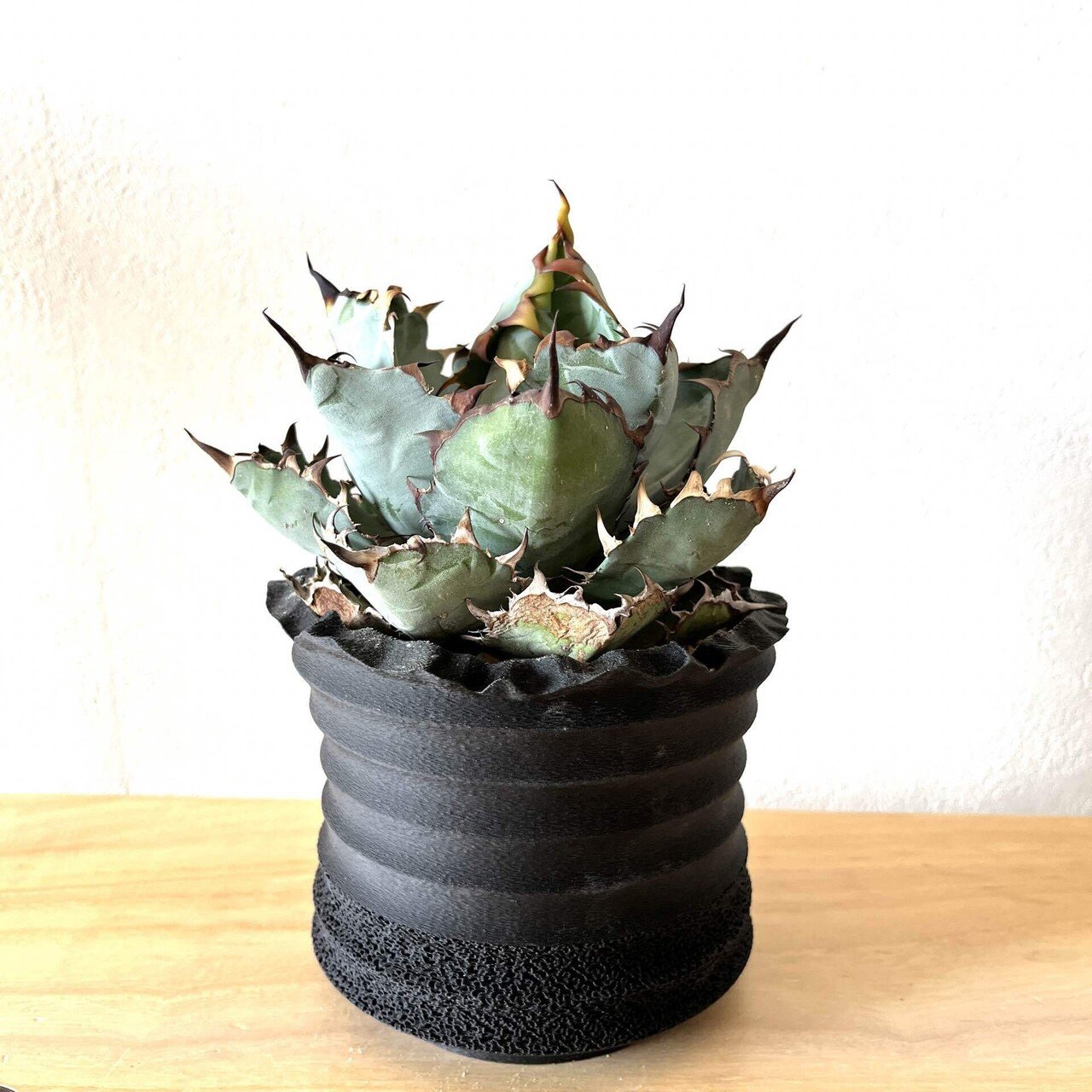 アガベ植え替え。鉢の大きさに悩む。｜ドラゴン・スー