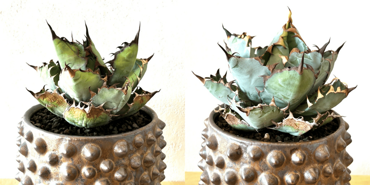 アガベ植え替え。鉢の大きさに悩む。｜ドラゴン・スー