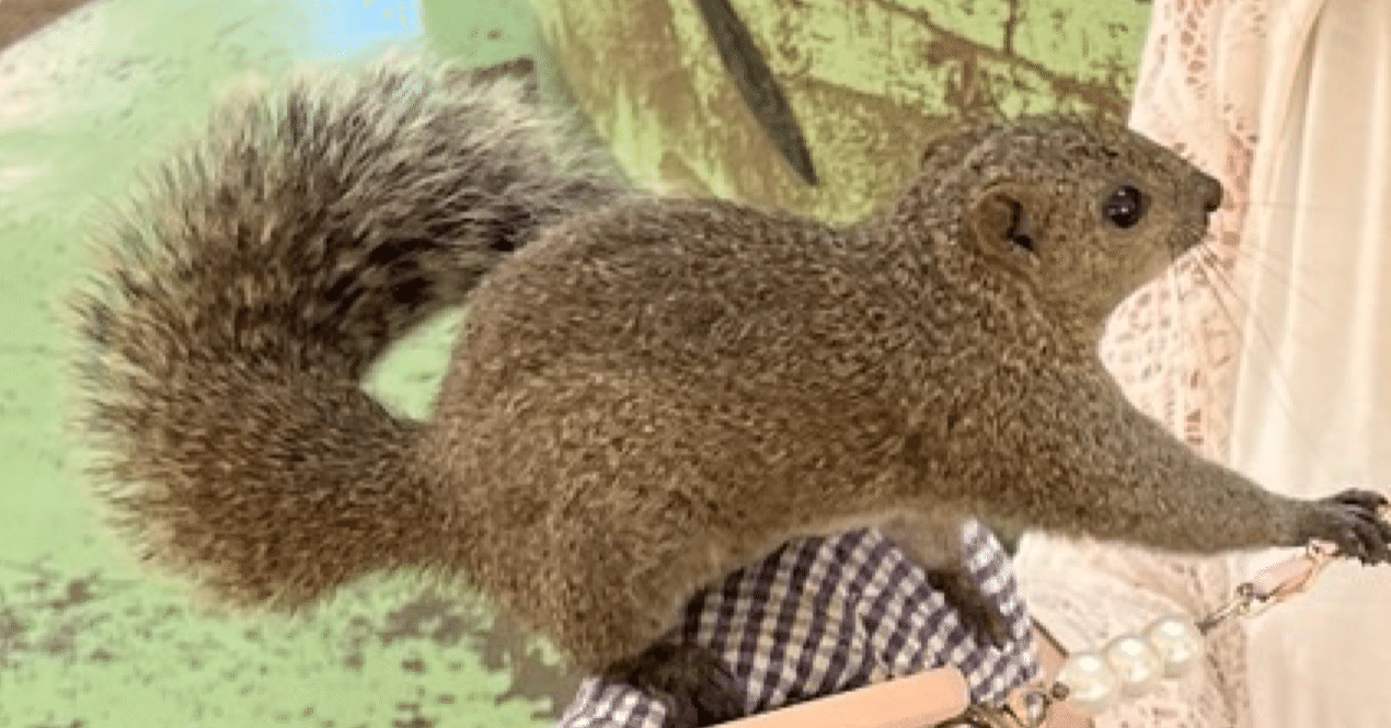 【リス】 町田リス園｜グリーンフォレスト【公式】中野区 一日5000歩歩く人