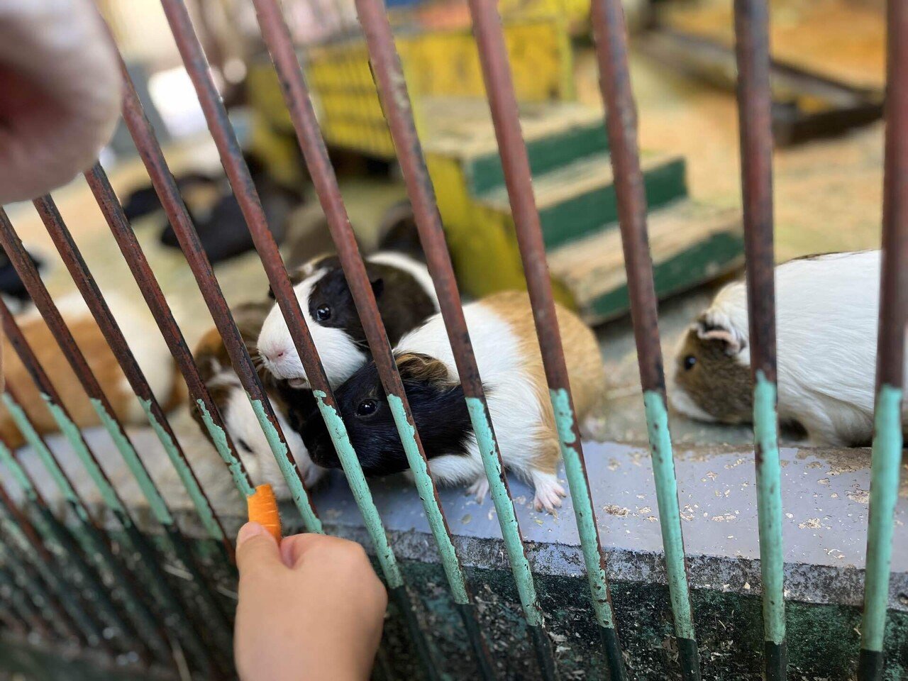 町田リス園｜グリーンフォレスト【公式】中野区 一日5000歩歩く人