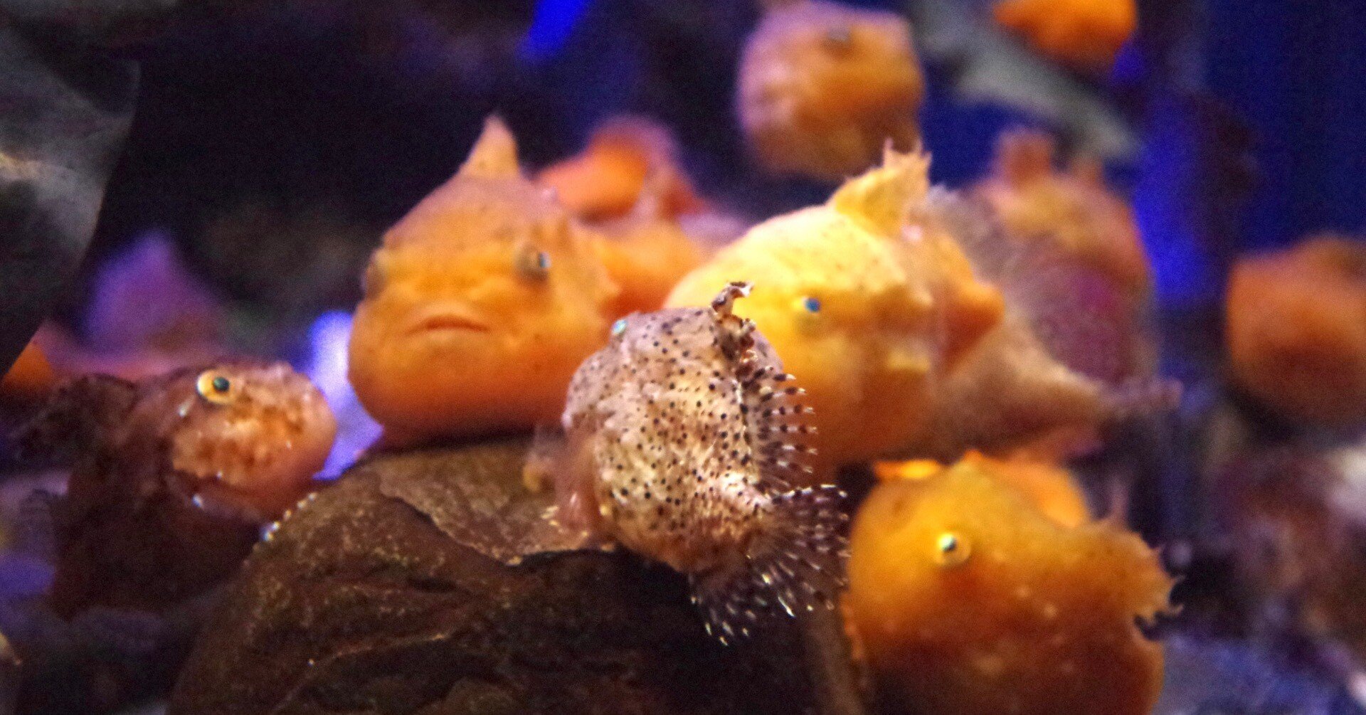 湘南ファンタジー 〈新江ノ島水族館〉｜sat0aya