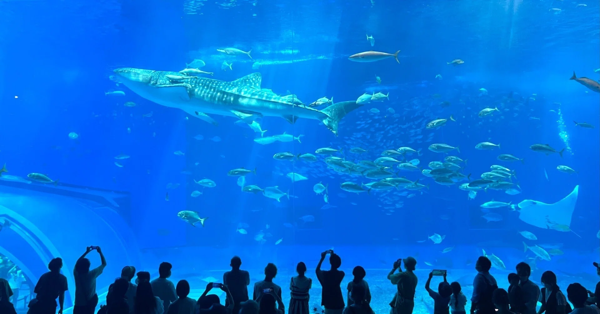 みんな違って、みんないい 〈DMMかりゆし水族館 v.s. 沖縄美ら海水族館