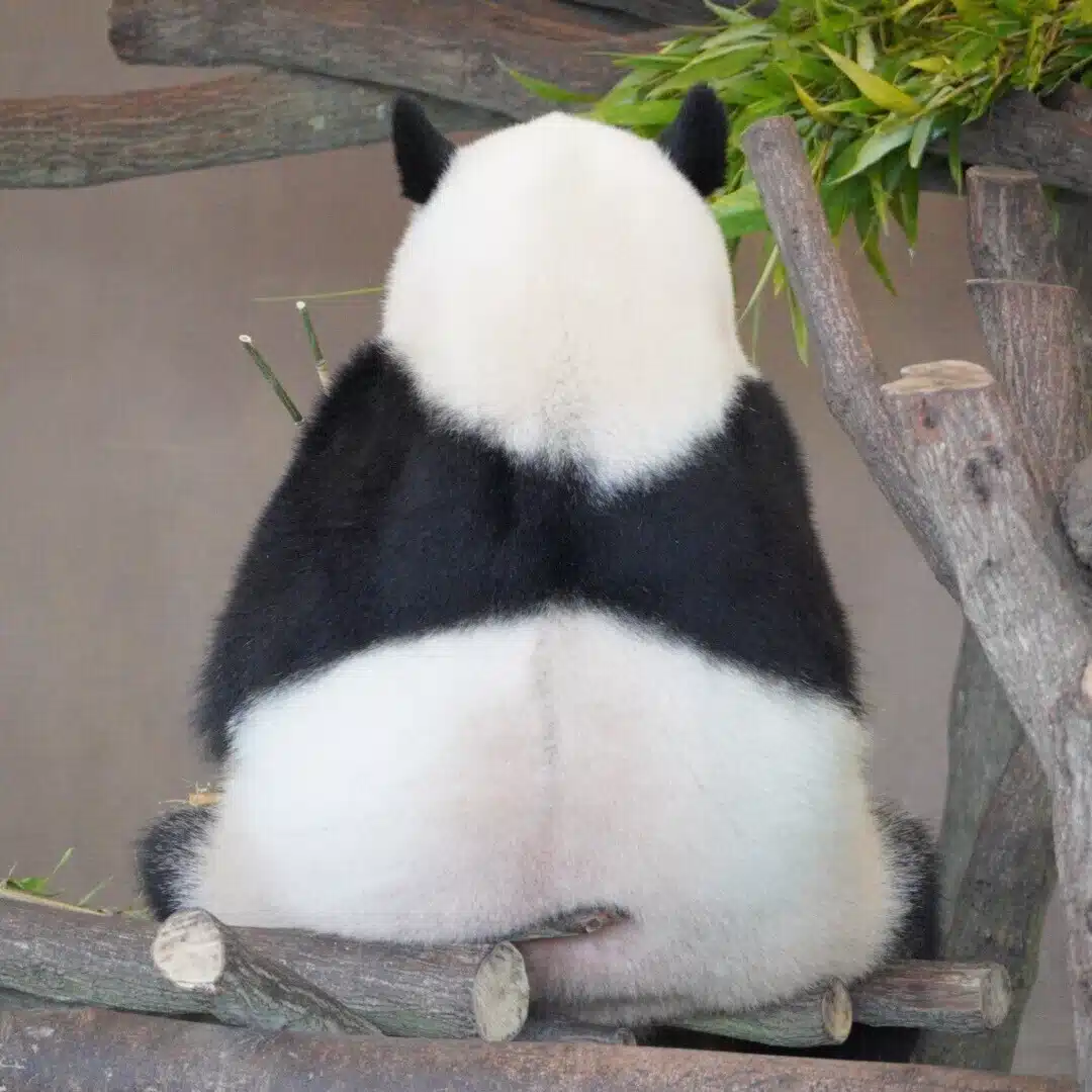 柚子