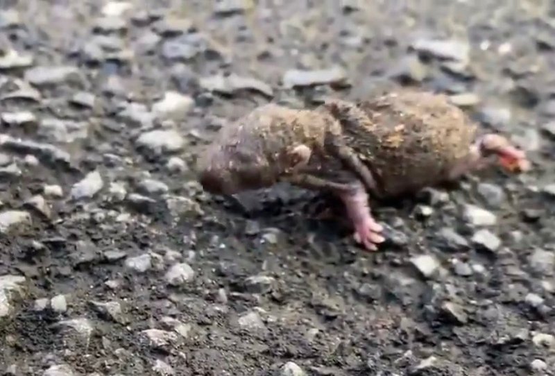 ネズミの子から自分のセクシャリティを振り返った話 姫百合夢那 Note