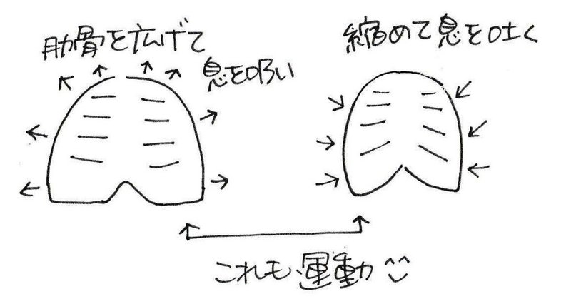 筋肉の運動肋骨周り呼吸の仕方