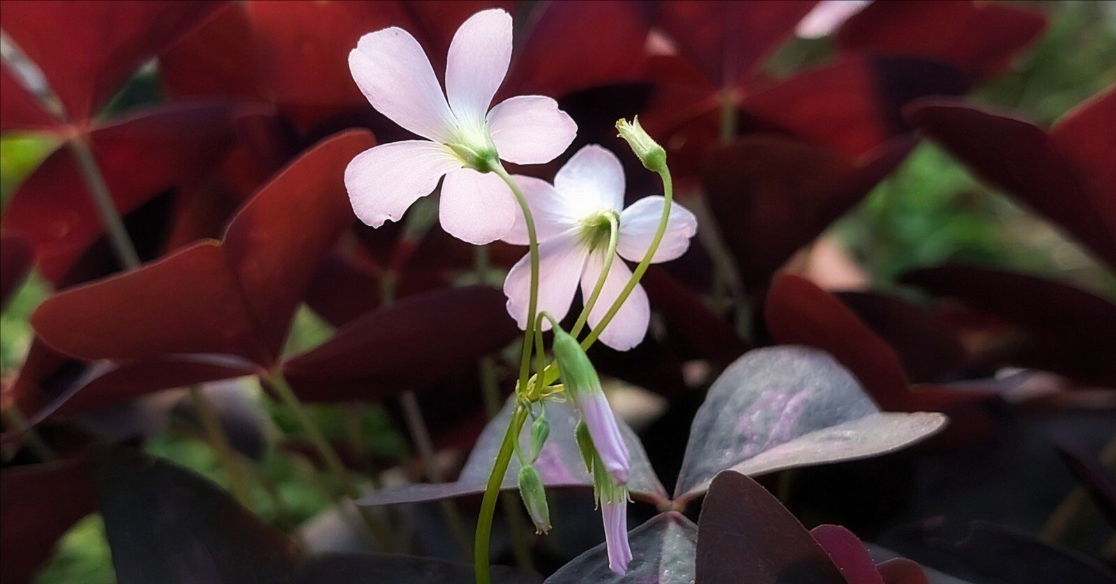 8091f6e261553c6da8b2b7254fcb9f